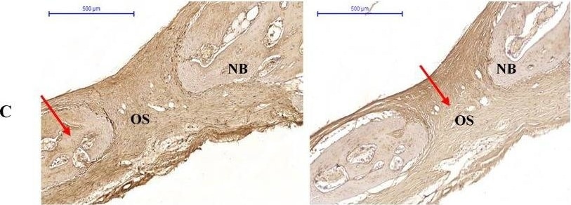 Osteopontin/OPN Antibody (1B20) - BSA Free
