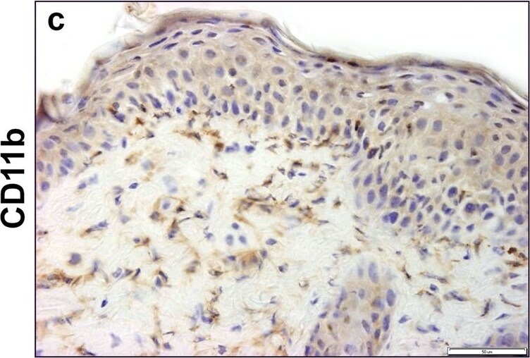 CD11b Antibody - BSA Free