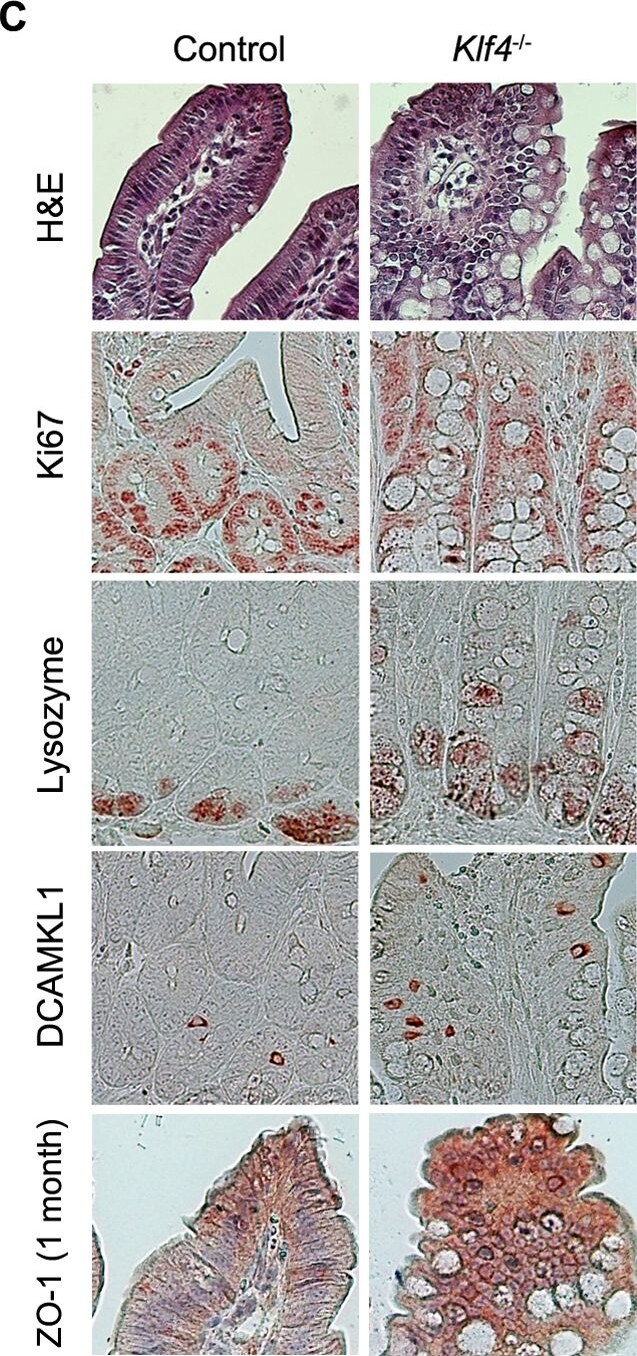 Ki67/MKI67 Antibody - BSA Free