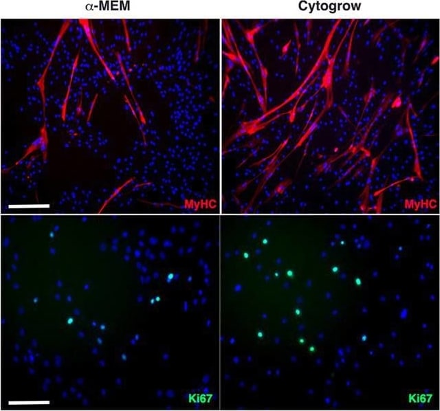 Ki67/MKI67 Antibody - BSA Free