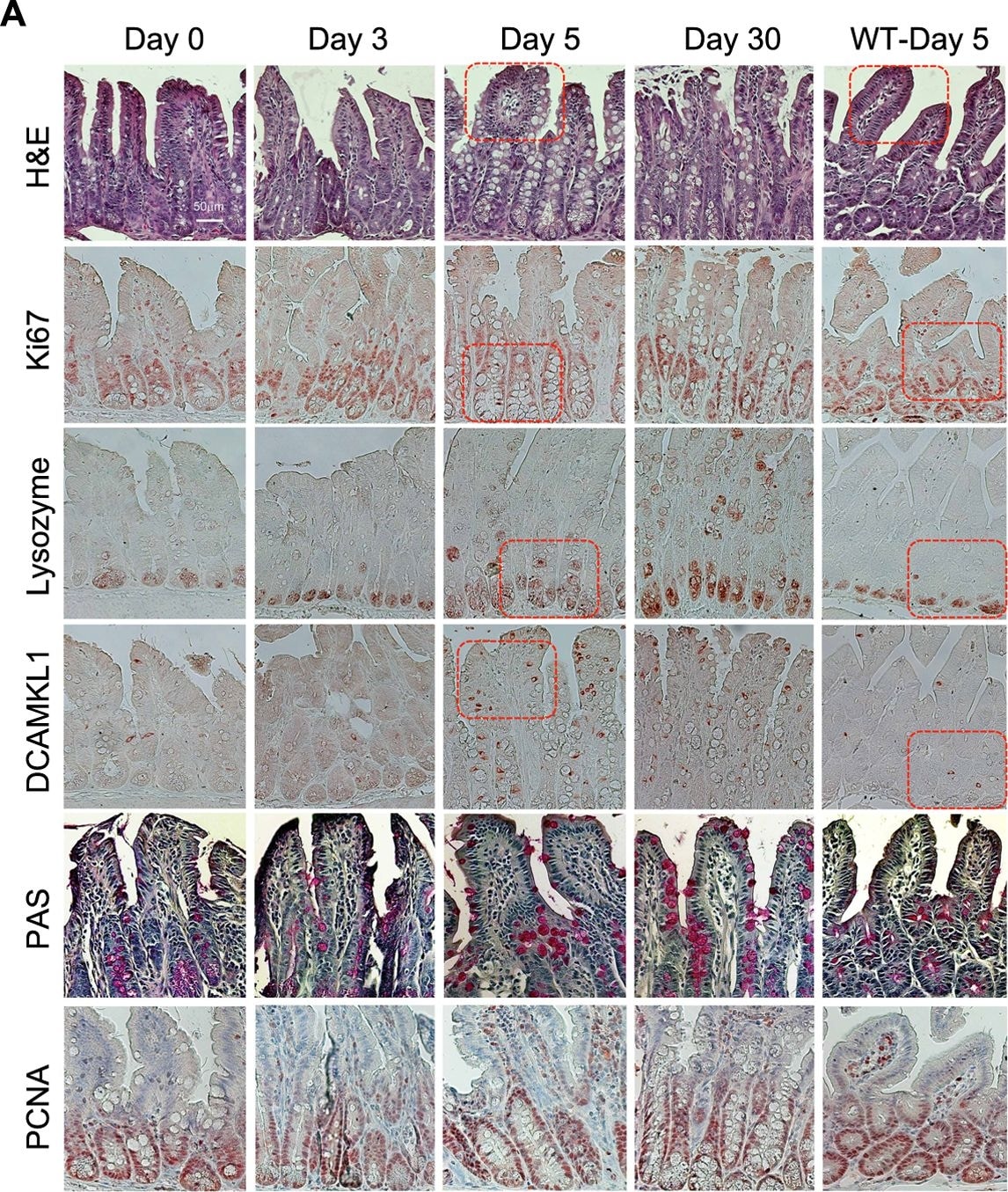 Ki67/MKI67 Antibody - BSA Free