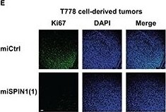 Ki67/MKI67 Antibody - BSA Free