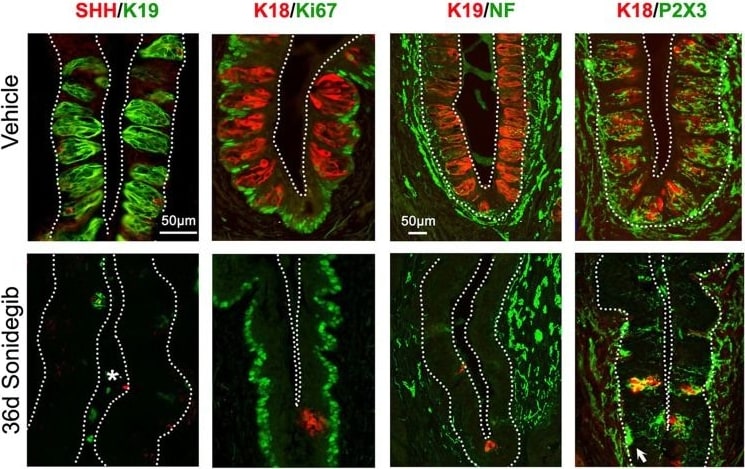 Ki67/MKI67 Antibody - BSA Free