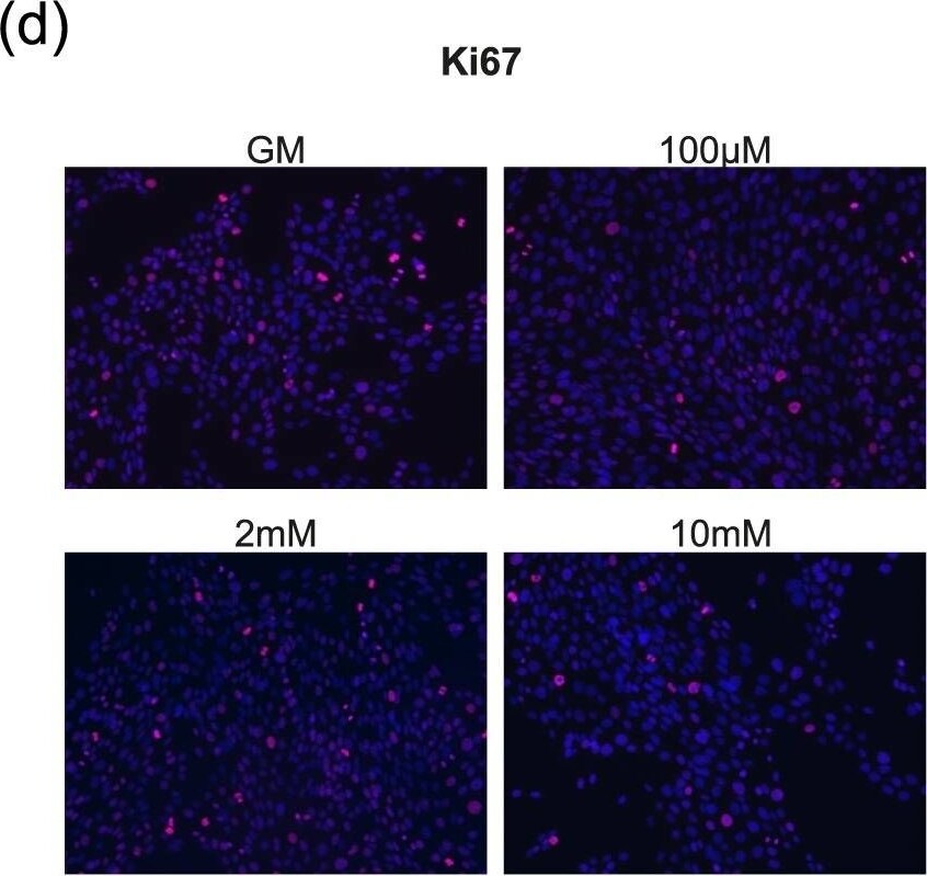 Ki67/MKI67 Antibody - BSA Free