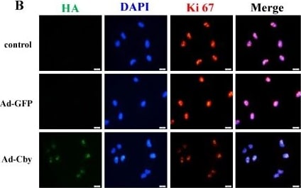 Ki67/MKI67 Antibody - BSA Free