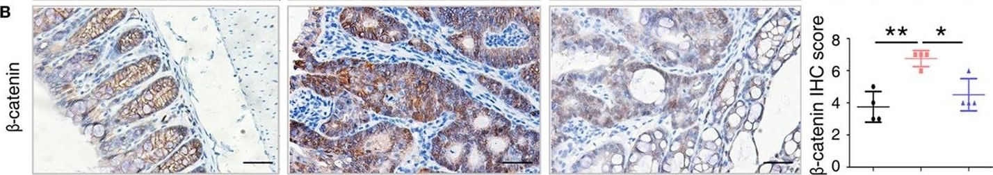 S100A9 Antibody