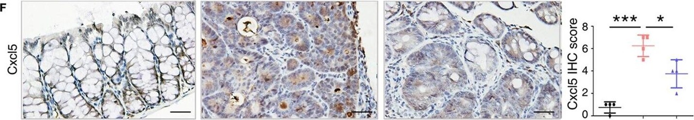 S100A9 Antibody
