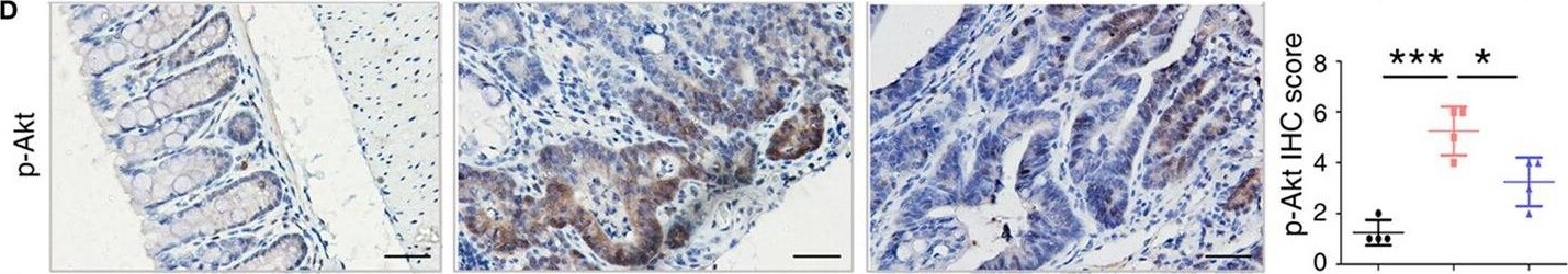 S100A9 Antibody