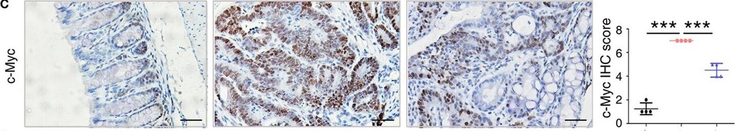 S100A9 Antibody