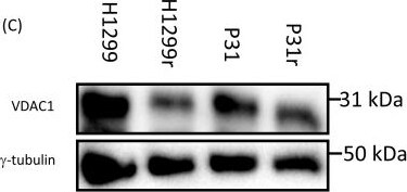 gamma Tubulin Antibody (TU-32) - BSA Free