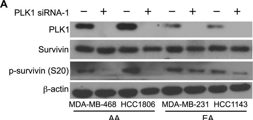 Survivin [p Ser20] Antibody - BSA Free