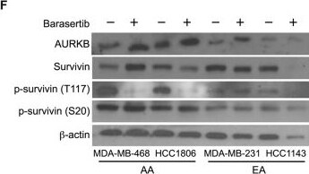 Survivin [p Ser20] Antibody - BSA Free