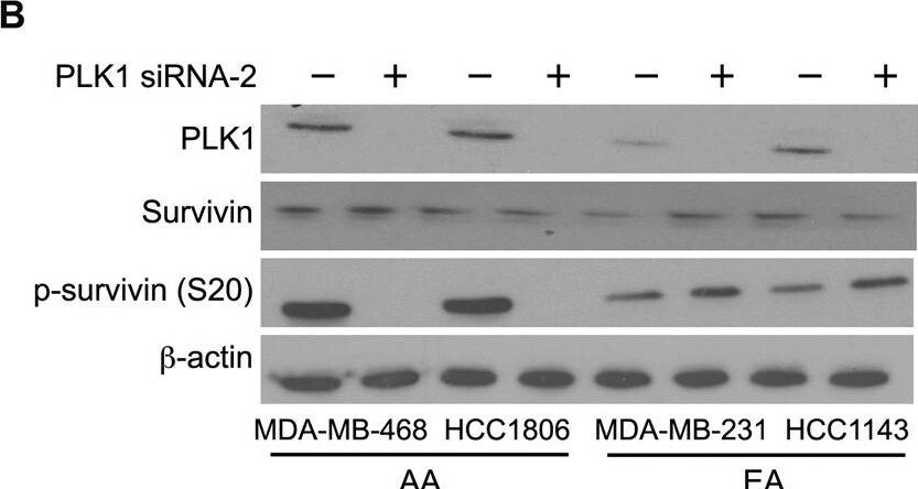 Survivin [p Ser20] Antibody - BSA Free