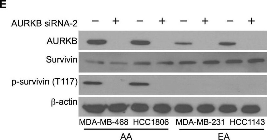 Survivin [p Ser20] Antibody - BSA Free