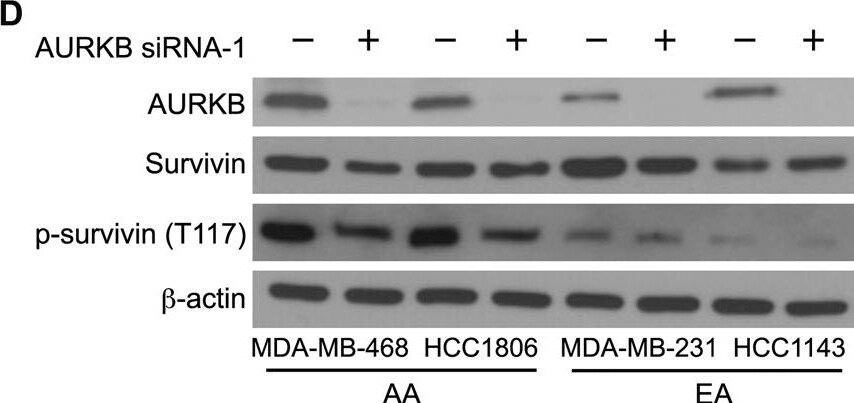 Survivin [p Ser20] Antibody - BSA Free