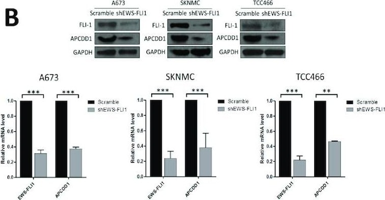 APCDD1 Antibody - BSA Free