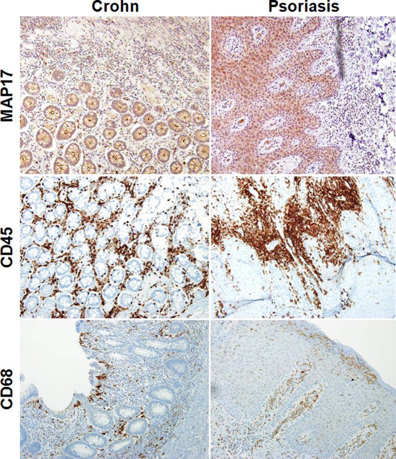 CD45 Antibody (5C16) - Azide and BSA Free