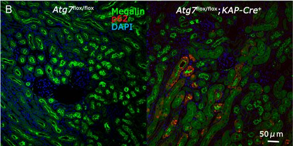 LRP2 Antibody (CD7D5) - Azide and BSA Free