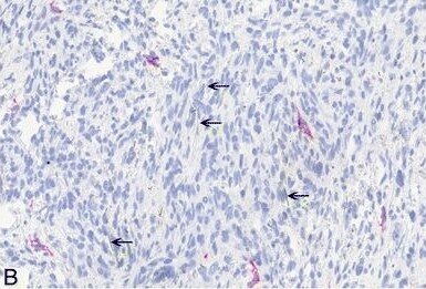 Podoplanin Antibody (LF3/B7/D5B27) - Azide and BSA Free