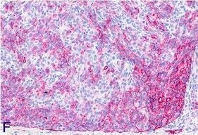 Podoplanin Antibody (LF3/B7/D5B27) - Azide and BSA Free