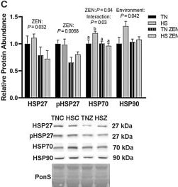 HSP70/HSPA1A Antibody (BB70) - BSA Free