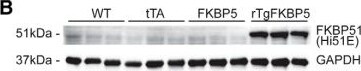 FKBP51/FKBP5 Antibody (Hi51B)