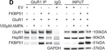 FKBP51/FKBP5 Antibody (Hi51B)