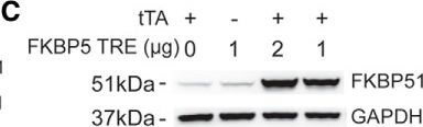 FKBP51/FKBP5 Antibody (Hi51B)