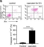 Caspase-11 Antibody (17D9) - BSA Free