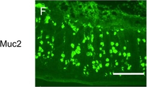 MUC2 Antibody (996/1) - BSA Free