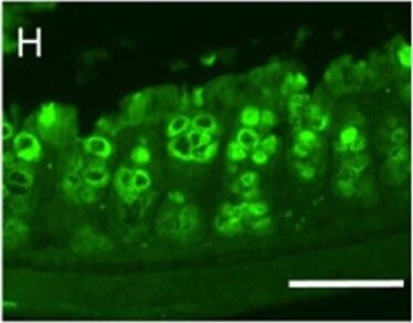 MUC2 Antibody (996/1) - BSA Free