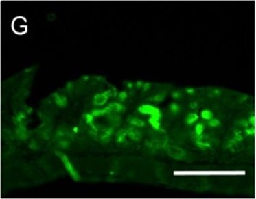 MUC2 Antibody (996/1) - BSA Free