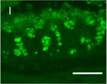 MUC2 Antibody (996/1) - BSA Free