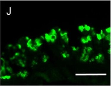 MUC2 Antibody (996/1) - BSA Free