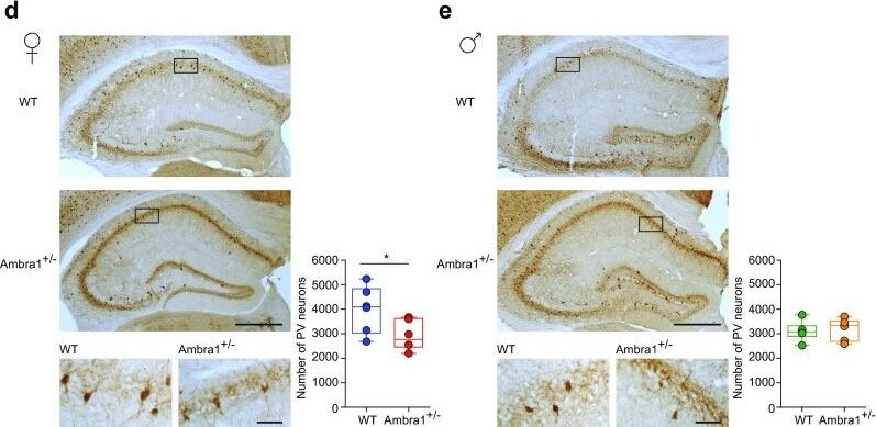 Parvalbumin Antibody - BSA Free