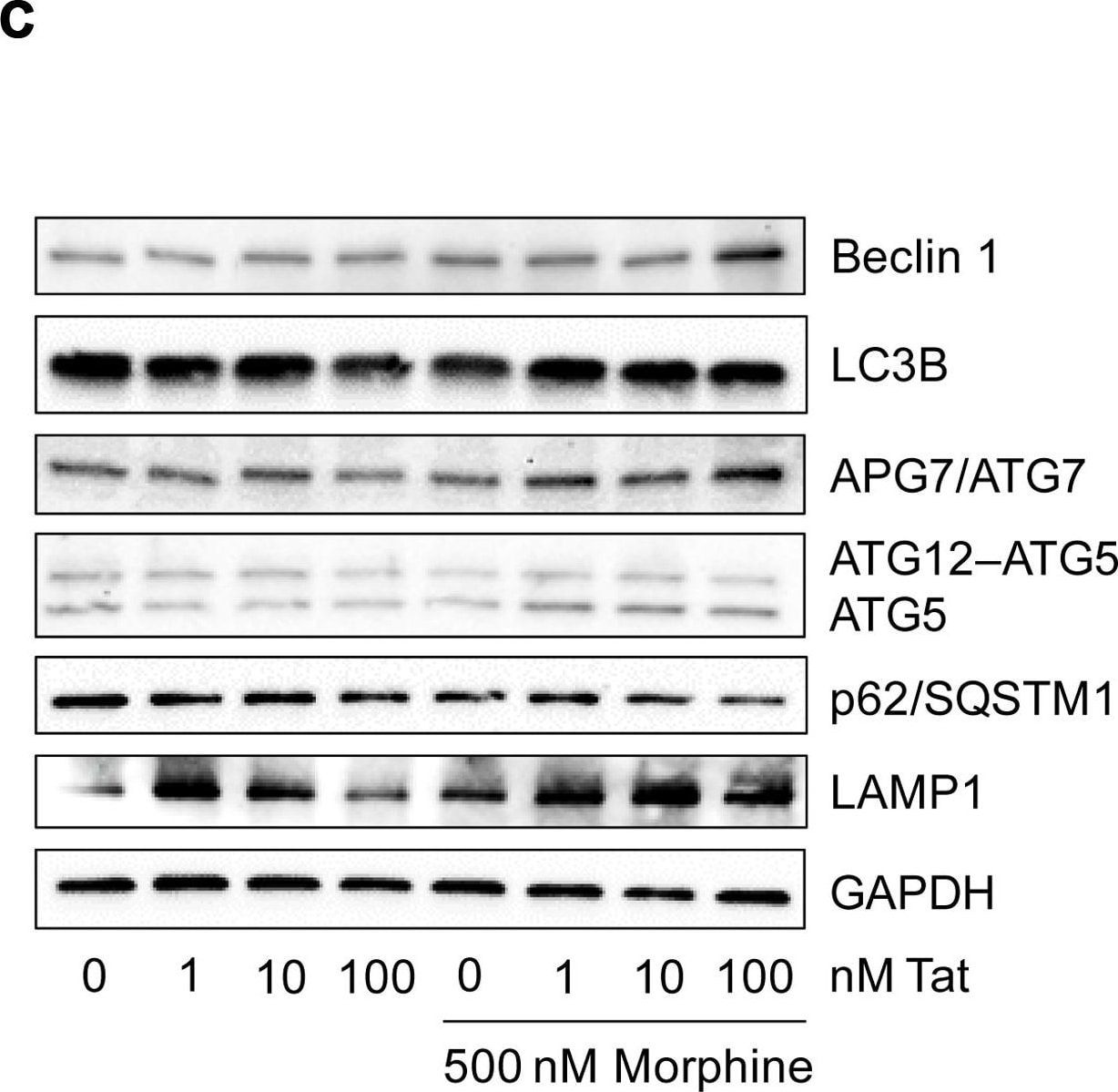 LAMP-1/CD107a Antibody