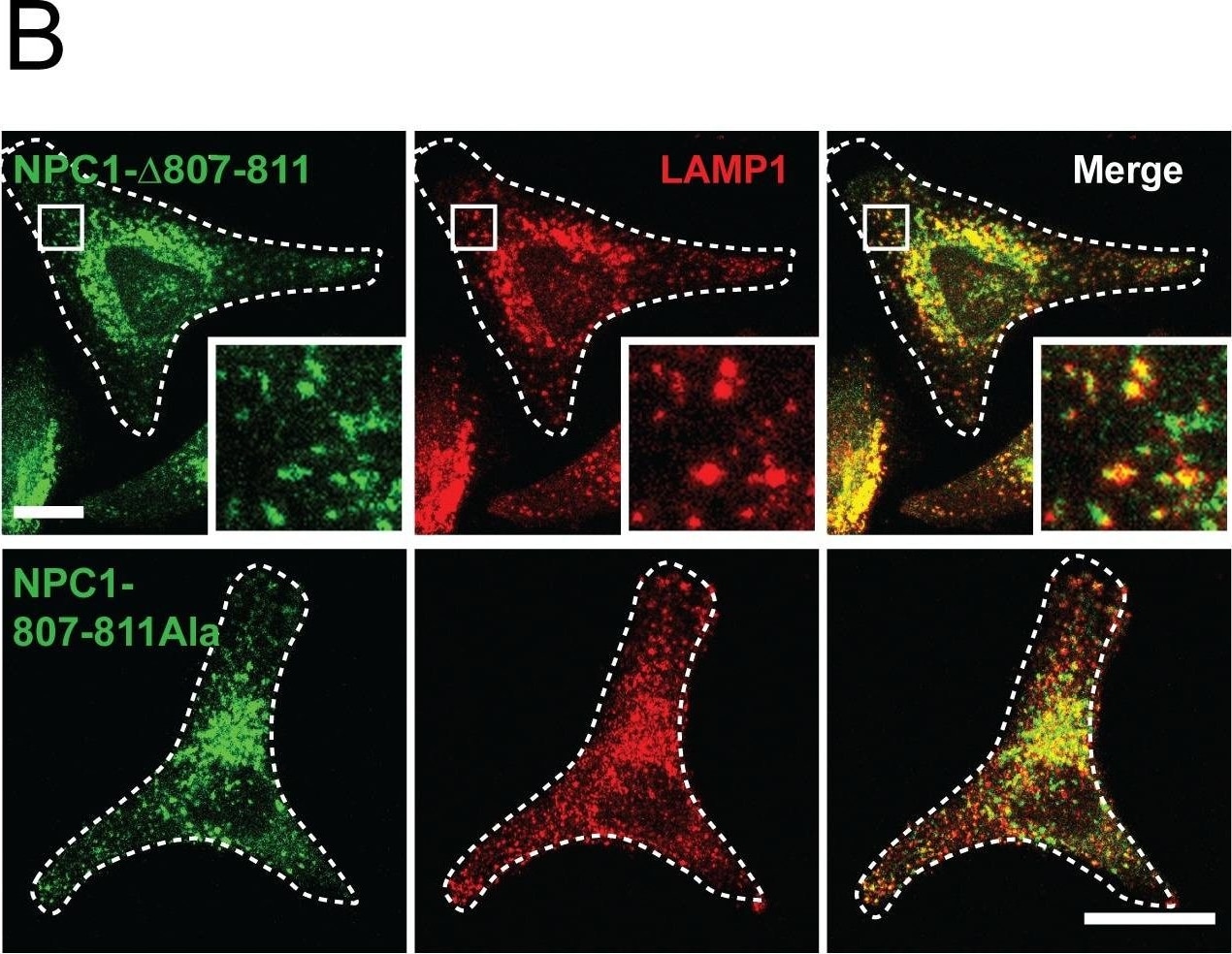 LAMP-1/CD107a Antibody