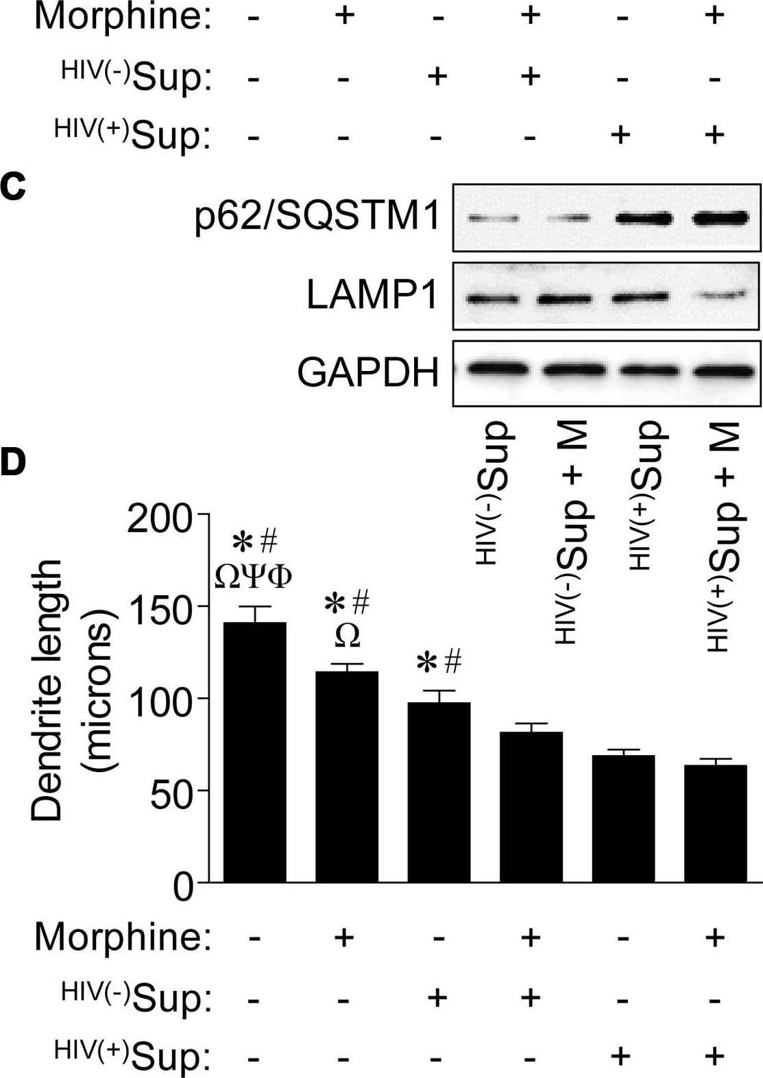 LAMP-1/CD107a Antibody