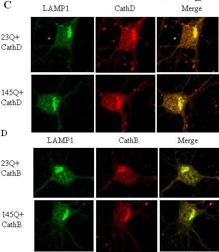 LAMP-1/CD107a Antibody
