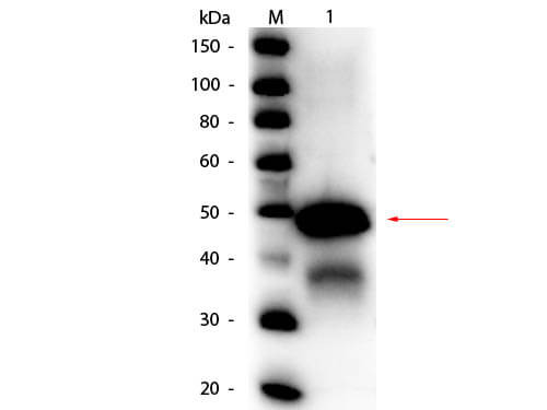 Ovalbumin Antibody [HRP]