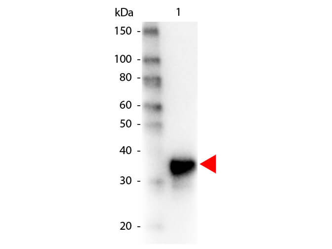 Pepsin Antibody [HRP]