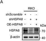 HSPA8/HSC71/Hsc70 Antibody (13D3)