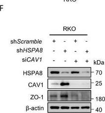 HSPA8/HSC71/Hsc70 Antibody (13D3)