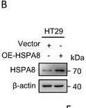 HSPA8/HSC71/Hsc70 Antibody (13D3)