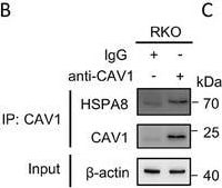 HSPA8/HSC71/Hsc70 Antibody (13D3)