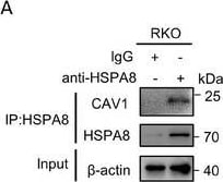 HSPA8/HSC71/Hsc70 Antibody (13D3)