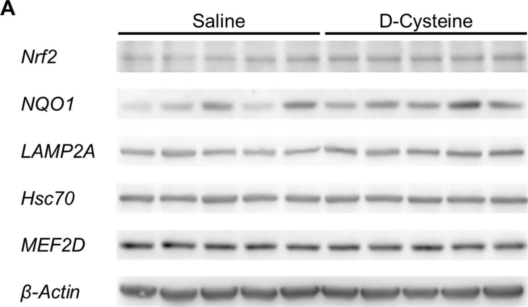 HSPA8/HSC71/Hsc70 Antibody (13D3)