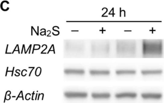 HSPA8/HSC71/Hsc70 Antibody (13D3)