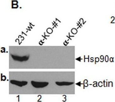 HSP90 alpha Antibody