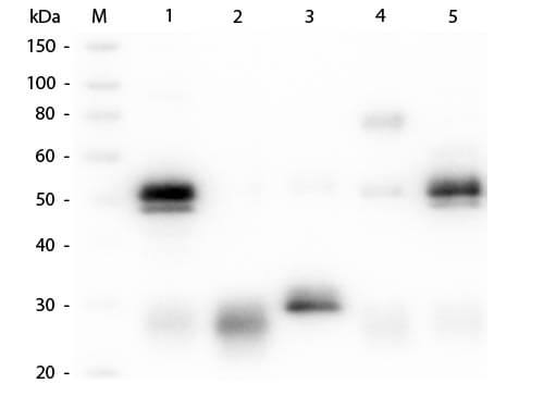 Goat anti-Rabbit IgG (H+L) Secondary Antibody [Alkaline Phosphatase] (Pre-adsorbed)